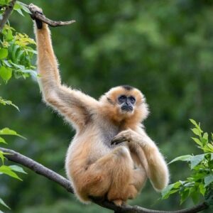 IUCN and Huawei Explore How Technology Helps Repopulate the Critically Endangered Hainan Gibbon